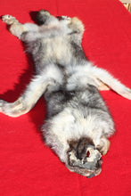 Load image into Gallery viewer, Eastern Canada COYWOLF - Taxidermy Quality - WLF1047
