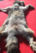 Load image into Gallery viewer, Eastern Canada COYWOLF - Taxidermy Quality - WLF1047