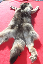 Load image into Gallery viewer, Eastern Canada COYWOLF - Taxidermy Quality - WLF1047