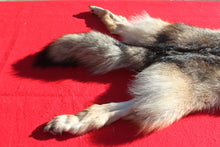 Load image into Gallery viewer, Eastern Canada COYWOLF - Taxidermy Quality - WLF1048