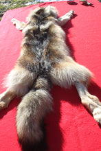 Load image into Gallery viewer, Eastern Canada COYWOLF - Taxidermy Quality - WLF1048
