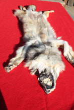 Load image into Gallery viewer, Eastern Canada COYWOLF - Taxidermy Quality - WLF1048
