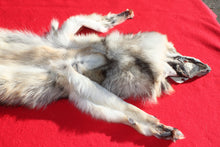 Load image into Gallery viewer, Eastern Canada COYWOLF - Taxidermy Quality - WLF1048