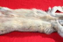 Load image into Gallery viewer, Eastern Canada COYWOLF - Taxidermy Quality - WLF1048