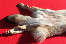 Load image into Gallery viewer, Eastern Canada COYWOLF - Taxidermy Quality - WLF1048