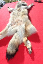 Load image into Gallery viewer, Eastern Canada COYWOLF - Taxidermy Quality - WLF1048