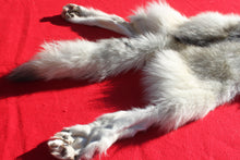 Load image into Gallery viewer, Canadian Arctic Wolf - Taxidermy Quality - WLF1049