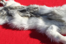 Load image into Gallery viewer, Canadian Arctic Wolf - Taxidermy Quality - WLF1049