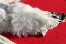 Load image into Gallery viewer, Canadian Arctic Wolf - Taxidermy Quality - WLF1049