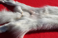 Load image into Gallery viewer, Canadian Arctic Wolf - Taxidermy Quality - WLF1049
