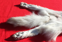 Load image into Gallery viewer, Canadian Arctic Wolf - Taxidermy Quality - WLF1049