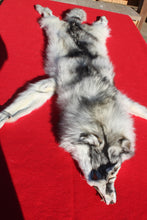 Load image into Gallery viewer, Canadian Arctic Wolf - Taxidermy Quality - WLF1050
