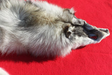Load image into Gallery viewer, Canadian Arctic Wolf - Taxidermy Quality - WLF1050