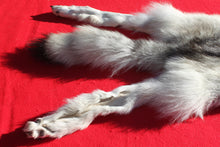 Load image into Gallery viewer, Canadian Arctic Wolf - Taxidermy Quality - WLF1050