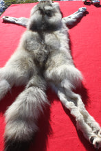 Load image into Gallery viewer, Canadian Arctic Wolf - Taxidermy Quality - WLF1050