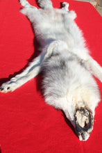 Load image into Gallery viewer, Canadian Arctic Wolf - Taxidermy Quality - WLF1050
