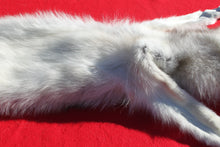 Load image into Gallery viewer, Canadian Arctic Wolf - Taxidermy Quality - WLF1050