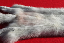Load image into Gallery viewer, Canadian Arctic Wolf - Taxidermy Quality - WLF1050