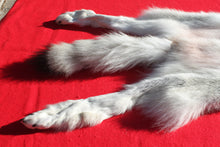 Load image into Gallery viewer, Canadian Arctic Wolf - Taxidermy Quality - WLF1050