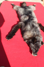 Load image into Gallery viewer, BLACK Canadian Wolf - Taxidermy Quality - WLF1051