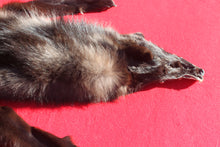 Load image into Gallery viewer, BLACK Canadian Wolf - Taxidermy Quality - WLF1051