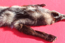 Load image into Gallery viewer, BLACK Canadian Wolf - Taxidermy Quality - WLF1051