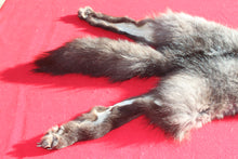 Load image into Gallery viewer, BLACK Canadian Wolf - Taxidermy Quality - WLF1051