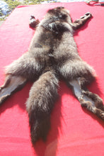 Load image into Gallery viewer, BLACK Canadian Wolf - Taxidermy Quality - WLF1051