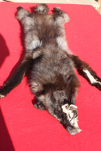 Load image into Gallery viewer, BLACK Canadian Wolf - Taxidermy Quality - WLF1051