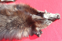 Load image into Gallery viewer, BLACK Canadian Wolf - Taxidermy Quality - WLF1051