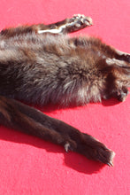 Load image into Gallery viewer, BLACK Canadian Wolf - Taxidermy Quality - WLF1051