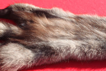 Load image into Gallery viewer, BLACK Canadian Wolf - Taxidermy Quality - WLF1051