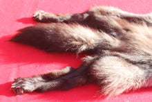 Load image into Gallery viewer, BLACK Canadian Wolf - Taxidermy Quality - WLF1051