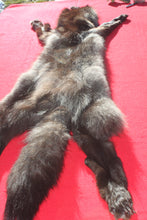 Load image into Gallery viewer, BLACK Canadian Wolf - Taxidermy Quality - WLF1051