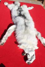 Load image into Gallery viewer, Canadian Arctic Wolf - Taxidermy Quality - WLF1052