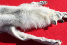 Load image into Gallery viewer, Canadian Arctic Wolf - Taxidermy Quality - WLF1052
