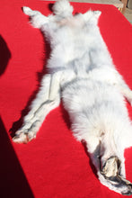 Load image into Gallery viewer, Canadian Arctic Wolf - Taxidermy Quality - WLF1052