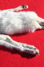 Load image into Gallery viewer, Canadian Arctic Wolf - Taxidermy Quality - WLF1052