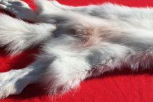 Load image into Gallery viewer, Canadian Arctic Wolf - Taxidermy Quality - WLF1052