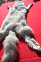 Load image into Gallery viewer, Canadian Arctic Wolf - Taxidermy Quality - WLF1052