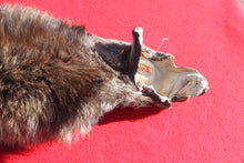 Load image into Gallery viewer, BLACK Canadian Wolf - HAS FEET AND CLAWS - WLF1053