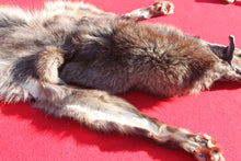 Load image into Gallery viewer, BLACK Canadian Wolf - HAS FEET AND CLAWS - WLF1053