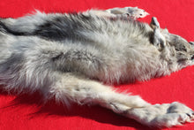 Load image into Gallery viewer, Canadian Arctic Wolf - HAS FEET AND CLAWS - WLF1054