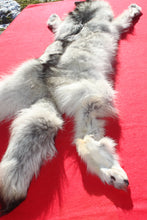 Load image into Gallery viewer, Canadian Arctic Wolf - HAS FEET AND CLAWS - WLF1054
