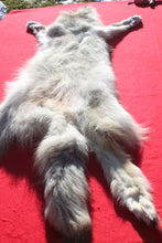 Load image into Gallery viewer, Canadian Arctic Wolf - HAS FEET AND CLAWS - WLF1054