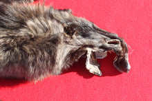 Load image into Gallery viewer, BLACK Canadian Wolf - Taxidermy Quality - WLF1056