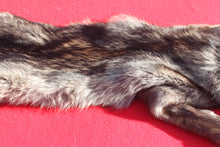 Load image into Gallery viewer, BLACK Canadian Wolf - Taxidermy Quality - WLF1056