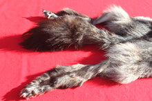 Load image into Gallery viewer, BLACK Canadian Wolf - Taxidermy Quality - WLF1056