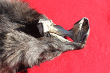 Load image into Gallery viewer, BLACK Canadian Wolf - Taxidermy Quality - WLF1056