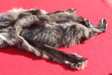 Load image into Gallery viewer, BLACK Canadian Wolf - Taxidermy Quality - WLF1056